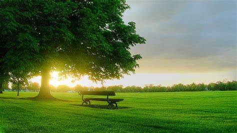 Bench In The Middle Of Green Grass Field Tree Sunrays Background Hd
