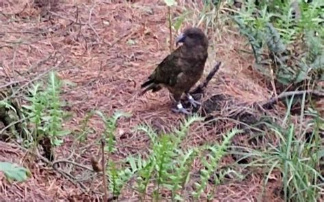 Kea Conservation Trust Asks People In Christchurch For Any Kea