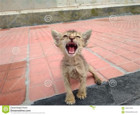 Cat Roar Stock Photo Image Of Pose Kitten Roar Making 123511916
