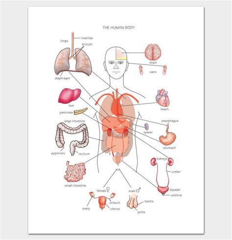 12 Human Body Outline Templates In Word And Pdf Doc Formats