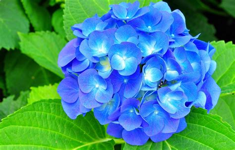 Blue Hydrangeas Flower Picture Hoa Tú Cầu Hoa Xanh Cẩm Tú Cầu