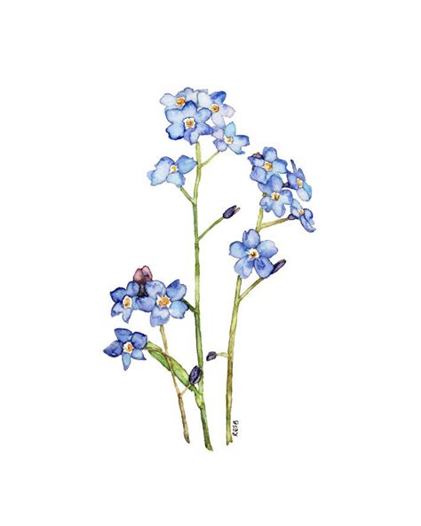 Forget Me Not Painting Print From My Original Watercolor Etsy Blue