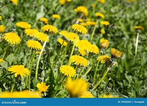 Lawn With Bright Yellow Flowers Dandelions Stock Photo Image Of
