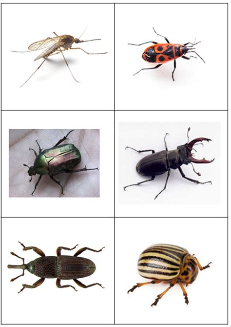 Insectes Et Petites Bêtes Tiloustics