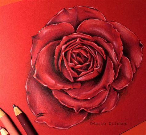 Realistic Rose Study By Kattvalk On Deviantart