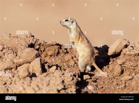 Round Tailed Ground Squirrel Spermophilus Tereticaudus Salton Sea