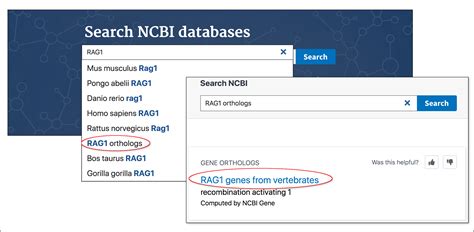 Ncbi Insights Searching For Orthologous Genes At Ncbi