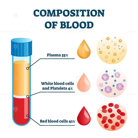 Composition Of Blood Vector Illustration Vectormine