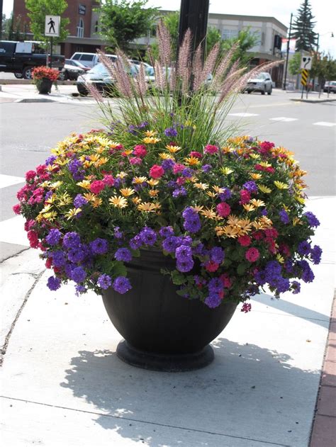 Here, 'orange profusion' zinnias and the chartreuse foliage of 'occold shield' geranium are a striking combination, even without the geranium's double coral blooms. Zone 5 and an annual in Calgary, purple fountain grass ...