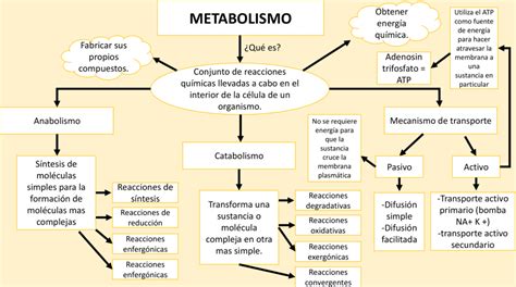 Mapas Conceptuales Del Metabolismo Descargar