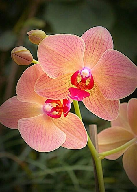 Orchid Unusual Flowers Types Of Flowers Amazing Flowers Beautiful