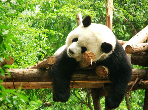 Meet Pandas At Chengdu Panda Breeding Centre Live Online Tour From Chengdu