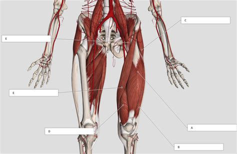 Anterior Compartment Of Thigh Muscle Labeling Diagram Quizlet