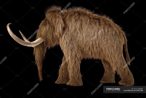 Woolly Mammoth Realistic 3d Illustration Side View On Black Background