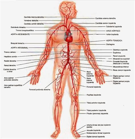 Arterias Del Cuerpo Sistema Circulatorio Sistemas Del Cuerpo Humano