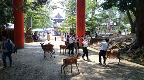 Deer Of The Ancient Capital Nara Park Japan Visions Of Travel
