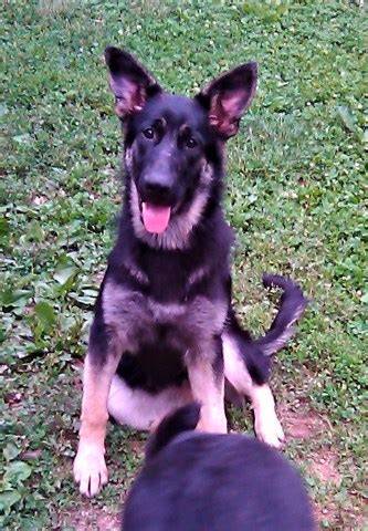 Find german shepherd puppies ads in our dogs & puppies category. German Shepherd Dog puppy dog for sale in Kansas City ...