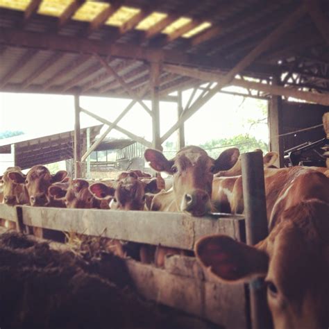 A Day In The Life Of A Dairy Farmer Ask The Farmers Dairy Farmer Farmers Day Dairy Cows