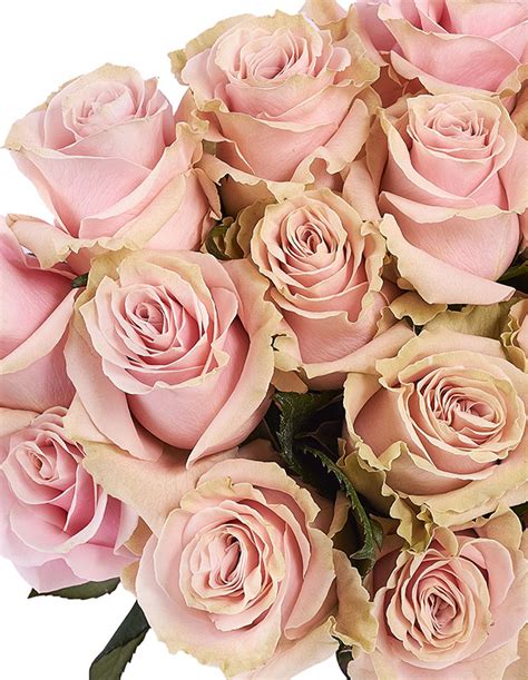 Pink Mondial Roses Ffed