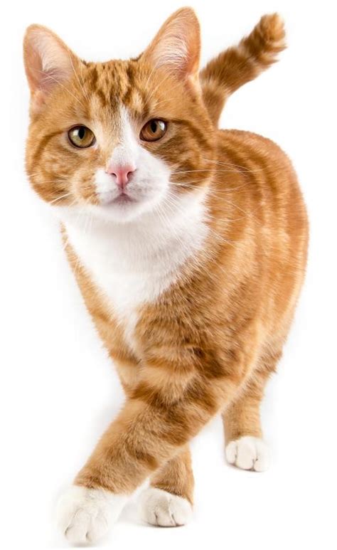 What Are Marmalade Cats With Pictures