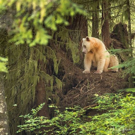Nat Geo Wild On Instagram Photo By Daisygilardini The Kermode Bear
