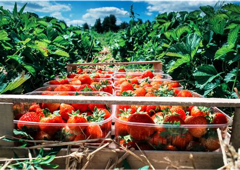 Most Valuable Crops Grown In Florida Stacker