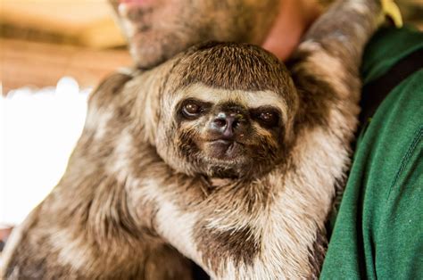 Sloths In The Amazon Rainforest — Rainforest Cruises