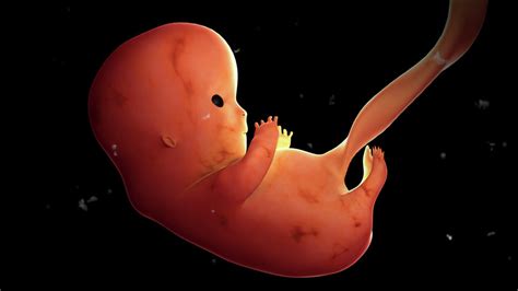 Fetus Development At 8 Weeks Photograph By Stocktrek Images Pixels