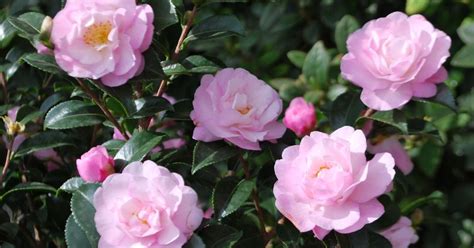 Cold Hardy Camellias Find Both Fall Blooming And Spring Blooming