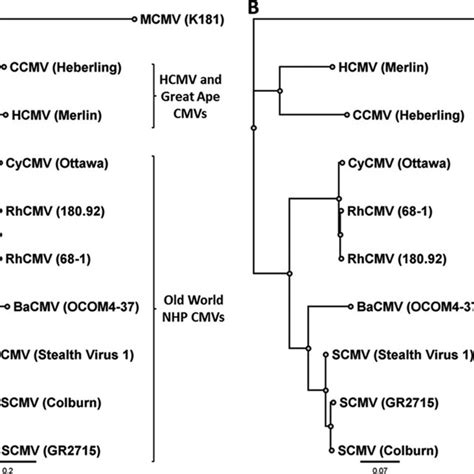 Phylogenetic Trees Of The Major Capsid Protein Ul48 And The Viral Dna
