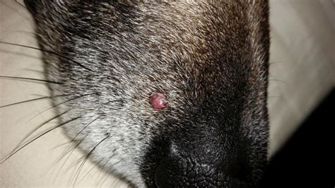 Dog Pimple Cyst Tick German Shepherd Dog Forums