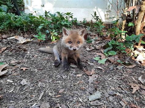 Baby Fox Rescued From Virginia Garden And Reunited With Mother