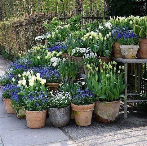 We did not find results for: Blue and white flowers. | 1000 | Small gardens, Cottage ...