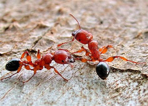 Red And Black Ant Australia Radar Pest Control