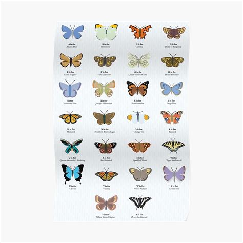 Butterfly Alphabet Poster By Babybigfoot Redbubble