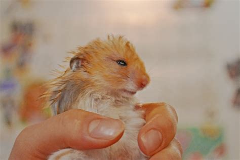 Funny Hamster By Fotodetka On Deviantart