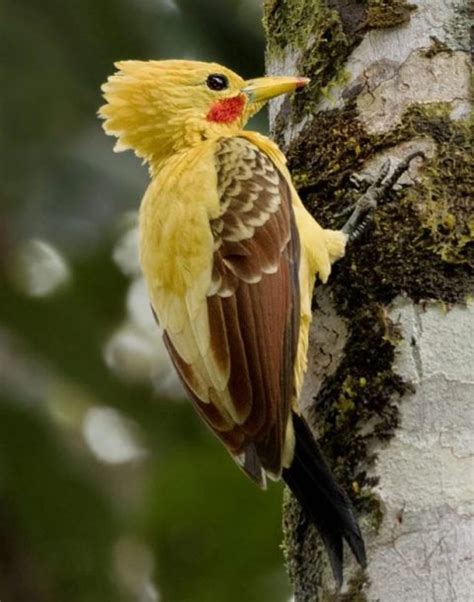 Pájaro Carpintero Amarillo 🥇 Extinción Animal 2020