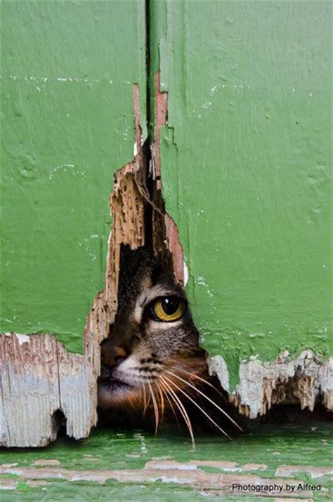 18 Cute Pictures Of Peeking Cats