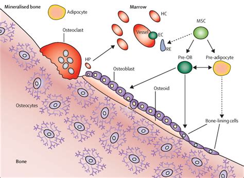 The Bonefat Interface Basic And Clinical Implications Of Marrow