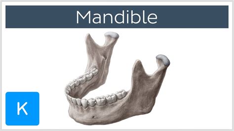 Face In Human Mandibular Anatomy
