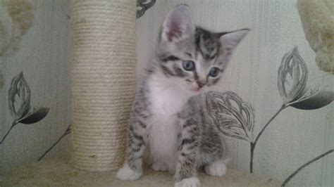 We are hard at work advertising all over the internet and. cute kittens for sale | Preston, Lancashire | Pets4Homes