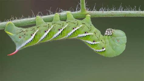 Tomato And Tobacco Hornworms In The California Home Garden