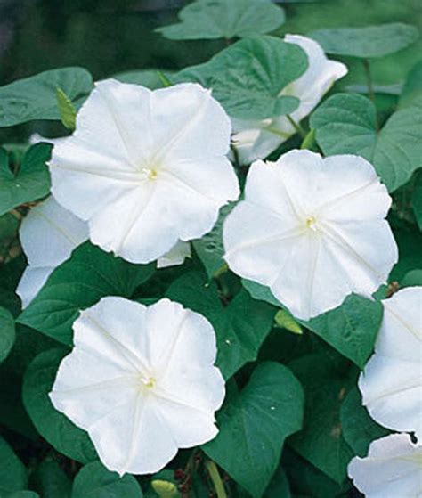 Moonflower Facts And Health Benefits