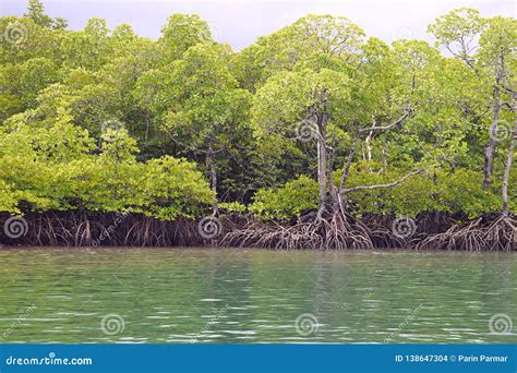 Mangrove Trees With Aerial Roots In Forest And Water Creek Green