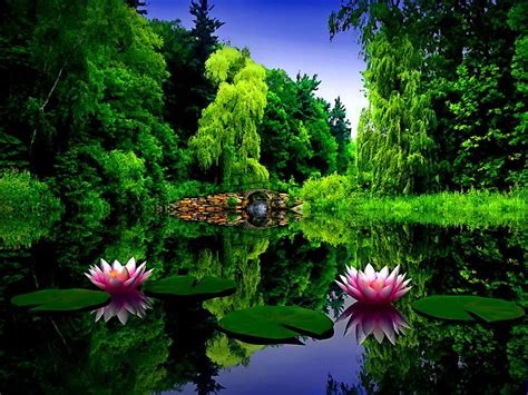 Lily Pond Forest Calmness Lilies Bonito Trees Sky Lake Mirrored