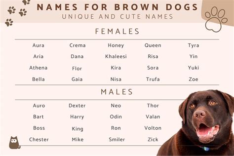 Brown Dog Name Ideas