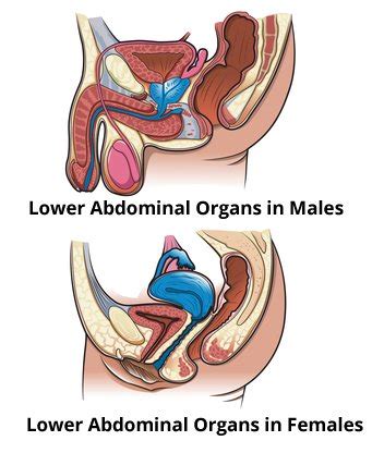 Some organs of the right upper quadrant seen in a cadaver: Causes of Lower Abdominal Pain, Diagnosis & Treatment ...