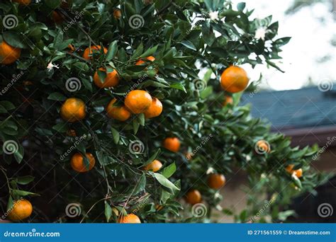 Orange Clementine Or Minneola Tangelo With Green Leaves Isolated On