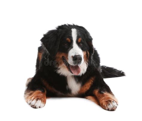 Funny Bernese Mountain Dog With Blanket On Floor Stock Image Image Of