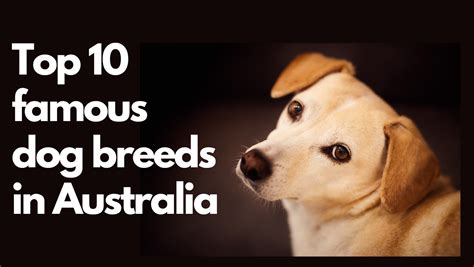 Top 10 Famous Dog Breeds In Australia Kwikblog